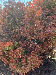 Magnoliopsida