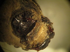 Entomophthorales