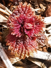 Urtica platyphylla