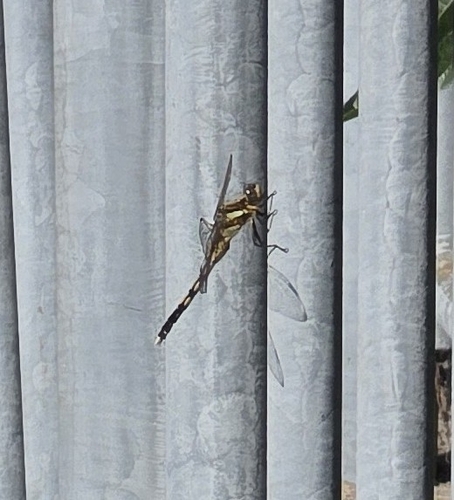 Orthetrum albistylum speciosum