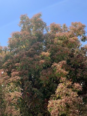 Magnoliopsida