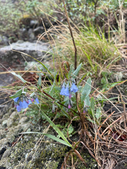 (c) Stephen Hornbeck, some rights reserved (CC BY) Mertensia lanceolata, photograph (c) Stephen Hornbeck, some rights reserved (CC BY)