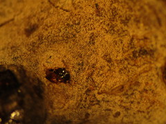 Entomophthorales