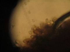 Entomophthorales