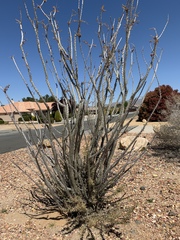 Fouquieria splendens
