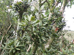 Quercus sessilifolia