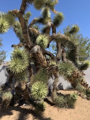 Yucca brevifolia