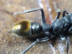 Myrmecia gilberti