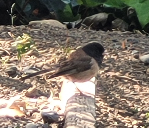 Dark-eyed Junco