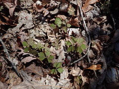 Anemonoides quinquefolia