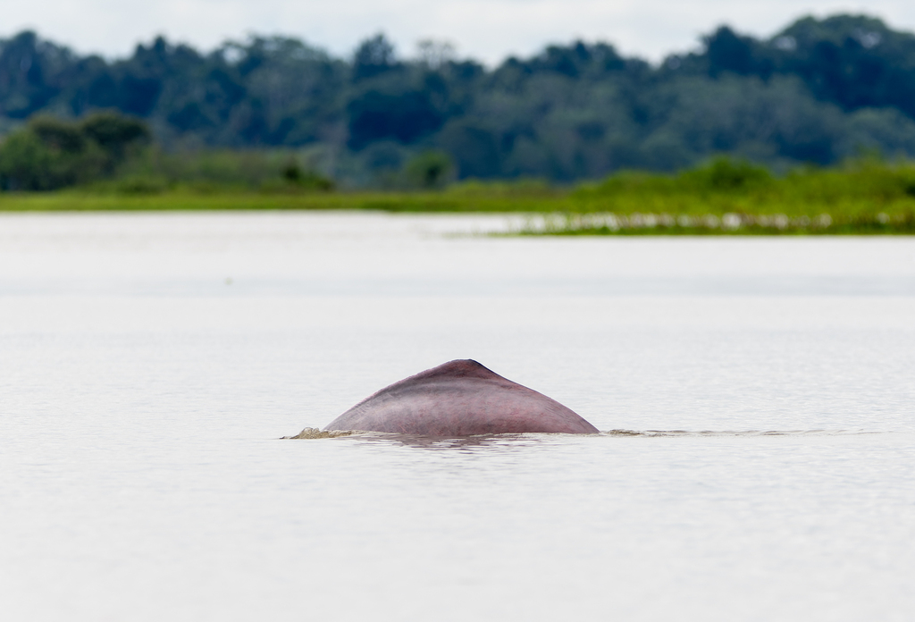 Amazon river dolphin arching its back at the surface of a wide brown river