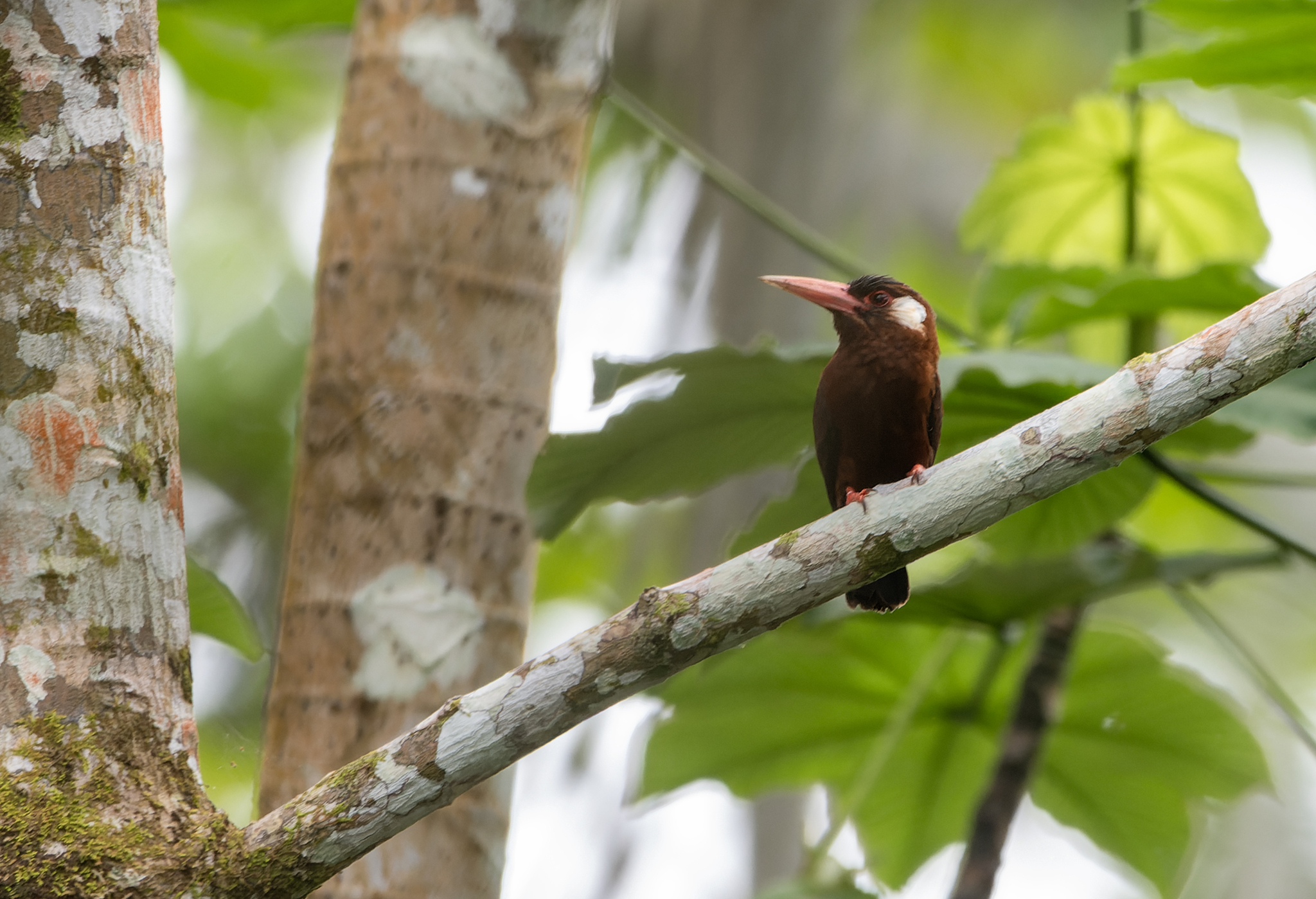 White-eared Jacamar (Galbalcyrhynchus leucotis), photo 5