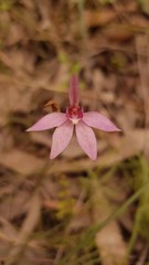 Caladenia hillmanii