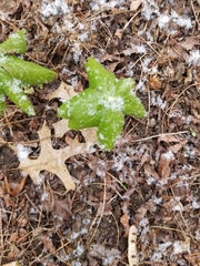 Podophyllum peltatum