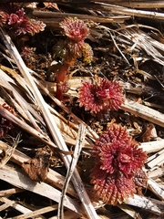 Urtica platyphylla
