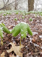 Podophyllum peltatum