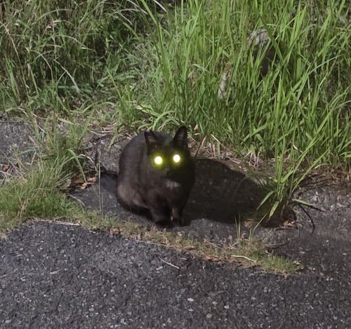 Domestic Cat