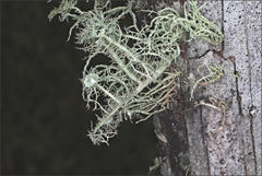 Usnea scabrida