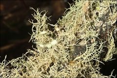 Usnea scabrida