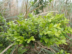 Buxus sinica