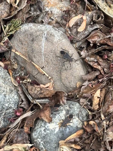 Western Boxelder Bug