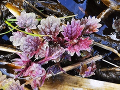 Urtica platyphylla