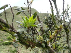 Quercus sessilifolia