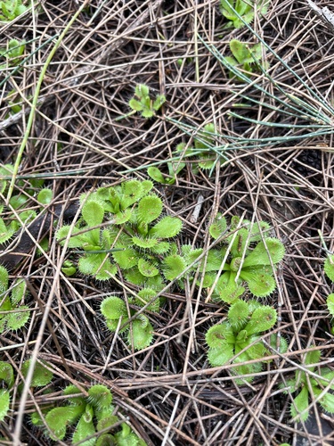 Drosera whittakeri Planch.
