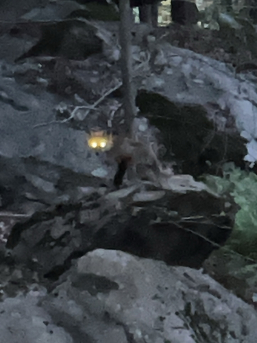 Red Fox