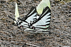 Neographium agesilaus