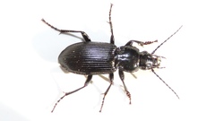 Pterostichus corvinus
