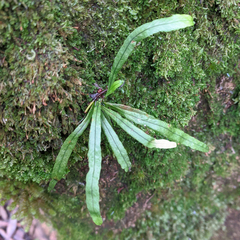 Notogrammitis angustifolia