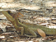 Basiliscus vittatus