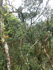 Quercus sessilifolia