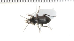 Pterostichus corvinus