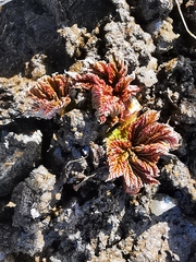 Filipendula camtschatica