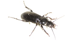 Pterostichus corvinus
