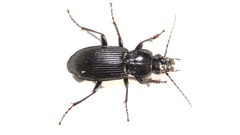 Pterostichus corvinus