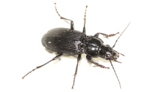Pterostichus corvinus