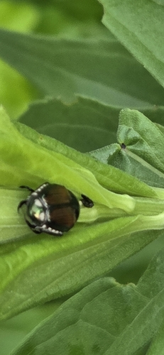 Japanese Beetle
