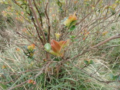 Theaceae