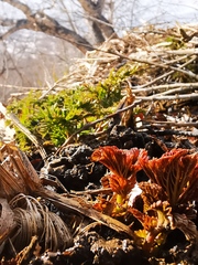 Filipendula camtschatica