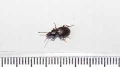 Gastrellarius honestus