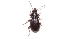 Gastrellarius honestus