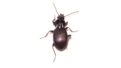 Gastrellarius honestus