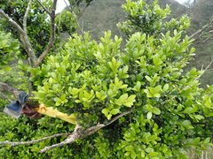 Buxus sinica