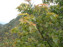 Acer caudatifolium