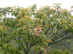 Acer caudatifolium