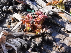 Filipendula camtschatica