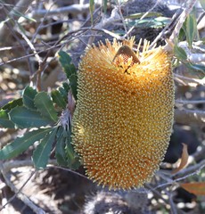 Banksia media